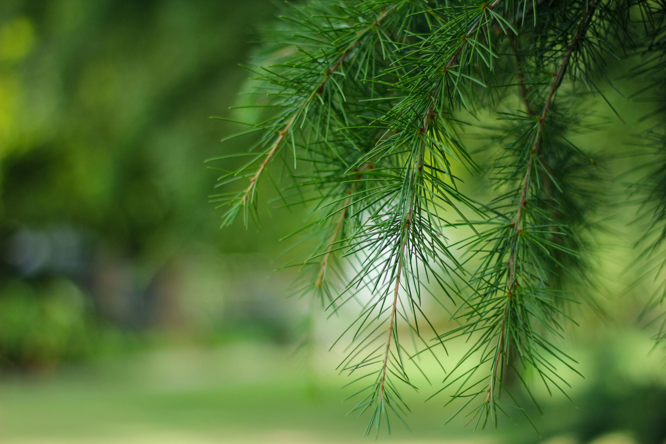 Is Sodium Lignosulfonate Environmentally Friendly?