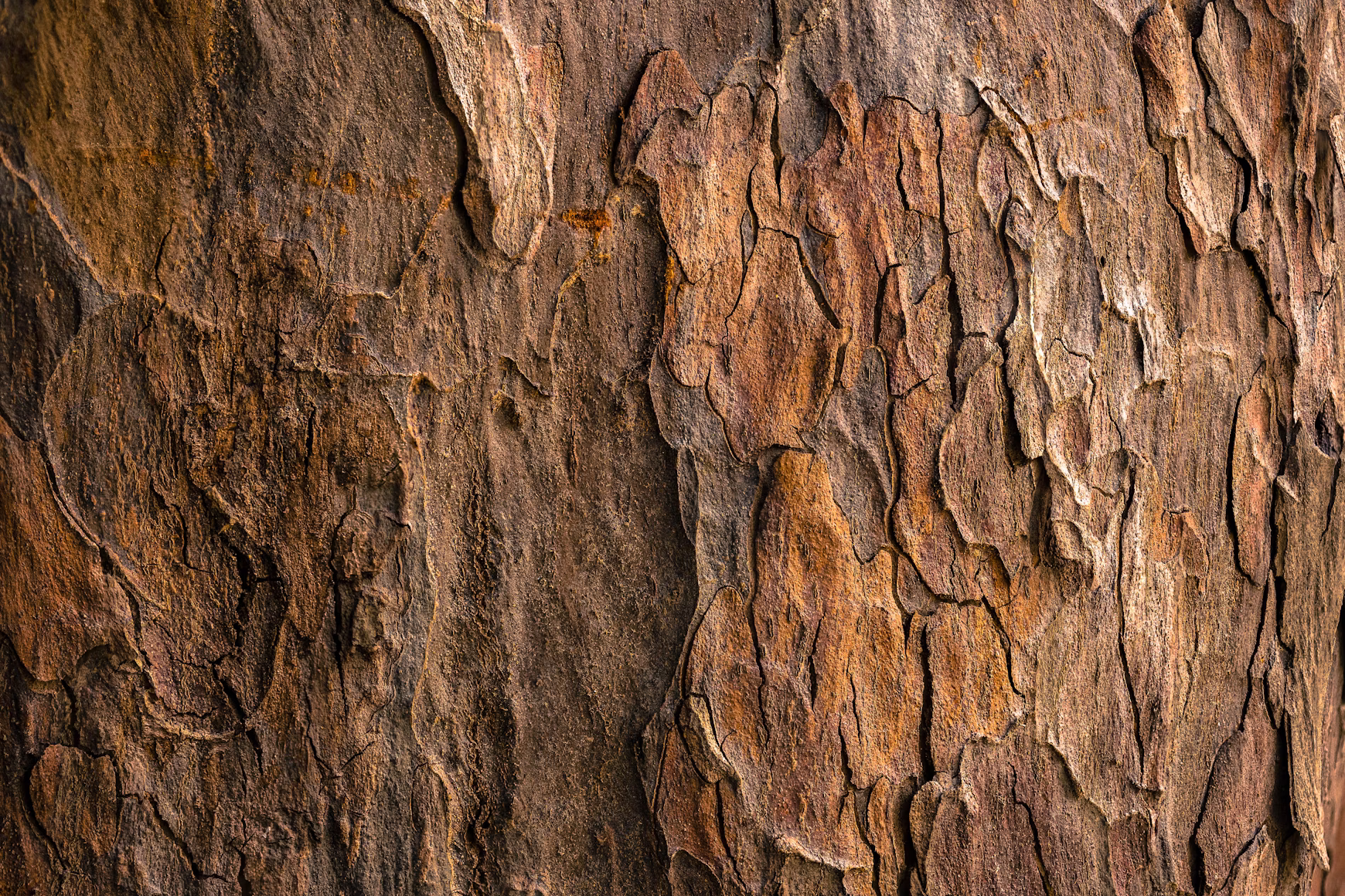 Lignin