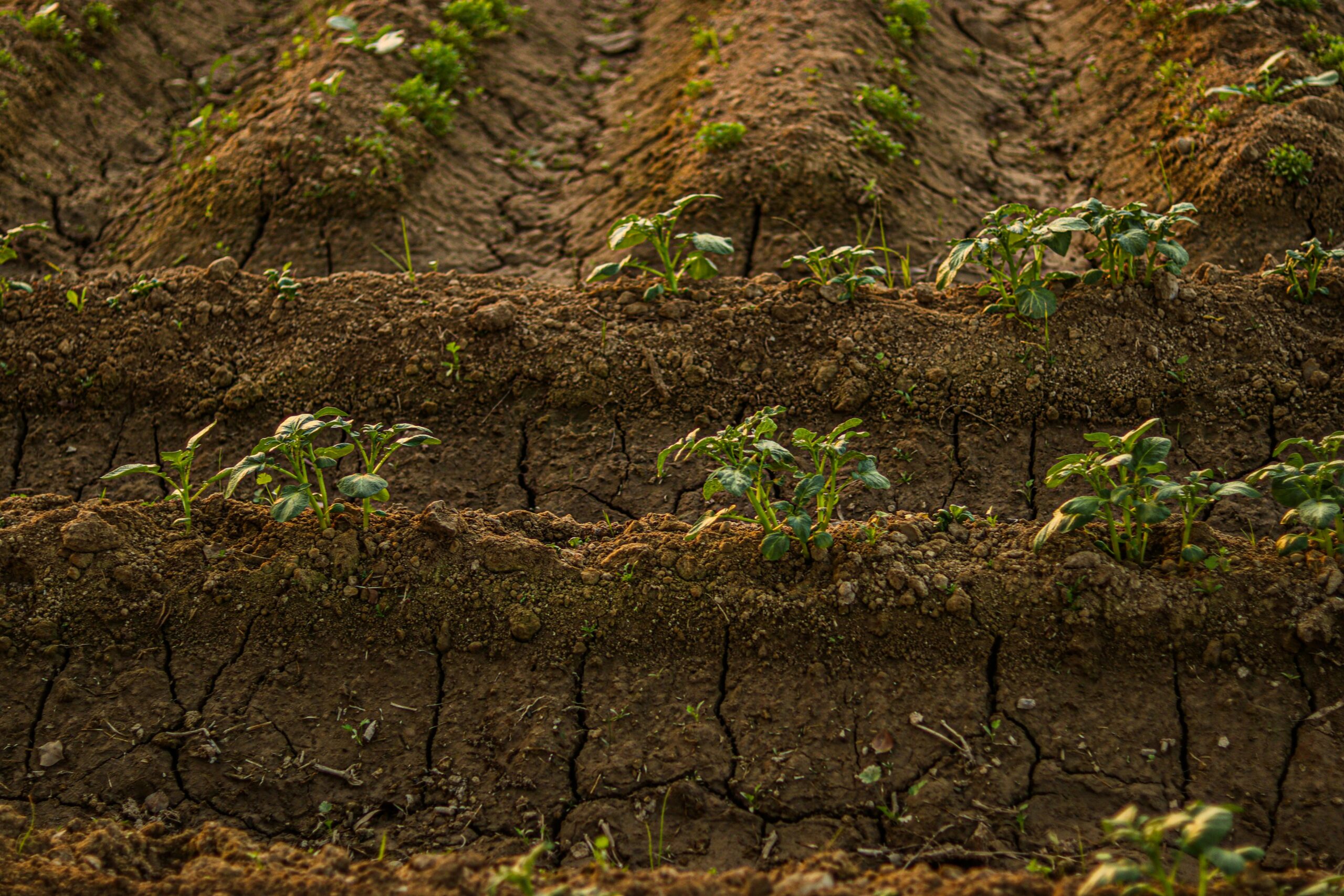 Lignosulfonate is used for nutrient absorption