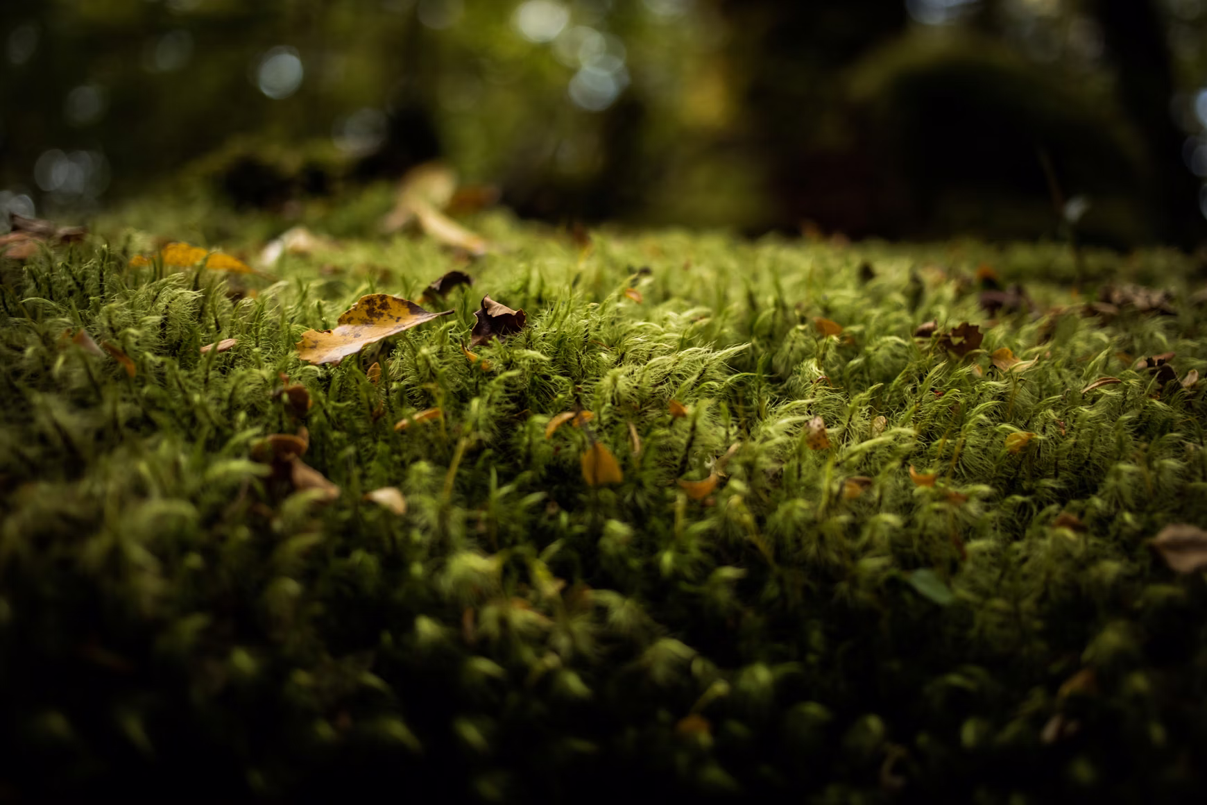 What is the environmental impact of sodium lignosulfonate?