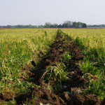 What is the role of sodium lignosulfonate in agriculture?